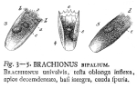 Notholca bipalium - Original description image