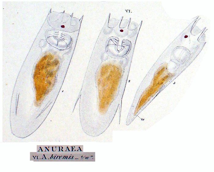 Notholca biremis Notholca biremis