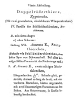 Notholca biremis - Original description image