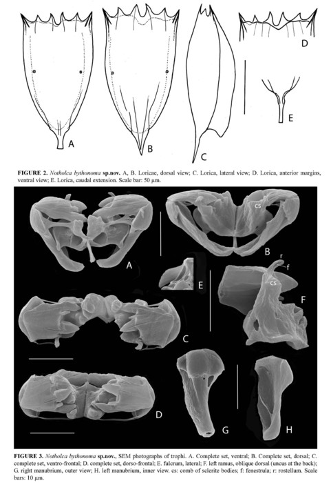 Notholca bythonoma Notholca bythonoma