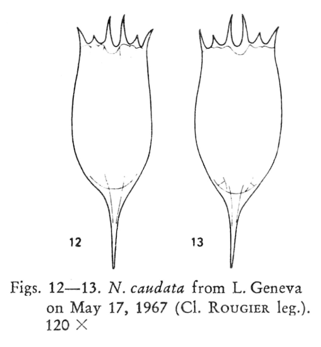 Notholca caudata Notholca caudata