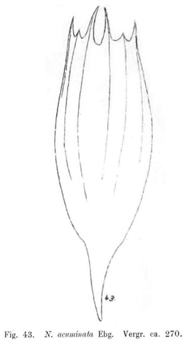 Notholca caudata Notholca caudata