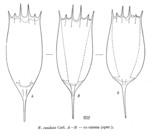 Notholca caudata