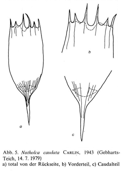Notholca caudata Notholca caudata