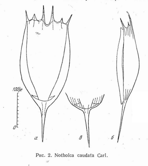 Notholca caudata Notholca caudata