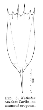 Notholca caudata