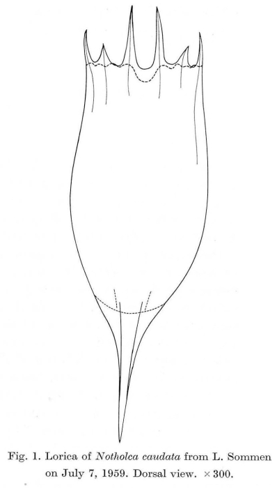Notholca caudata Notholca caudata