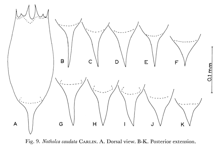 Notholca caudata Notholca caudata