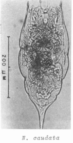 Notholca caudata