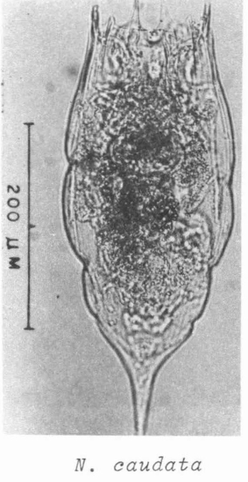 Notholca caudata Notholca caudata