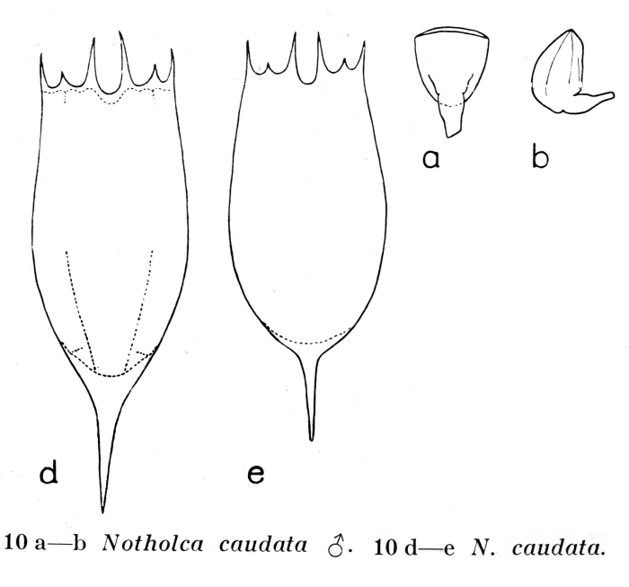 Notholca caudata - Original description image