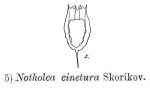 Notholca cinetura