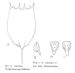 Notholca cinetura