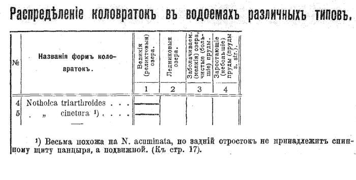 Notholca cinetura - Original description image