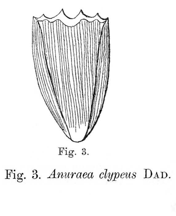 Notholca clypeus Notholca clypeus