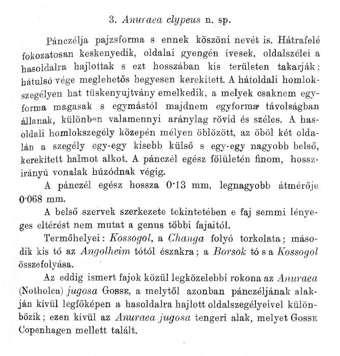 Notholca clypeus - Original description image