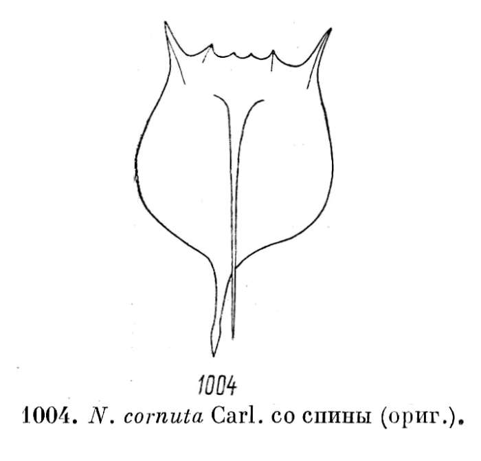 Notholca cornuta Notholca cornuta