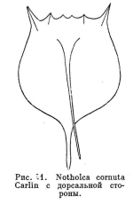 Notholca cornuta