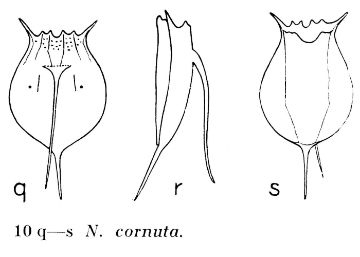 Notholca cornuta - Original description image