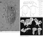 Notholca dongtingensis