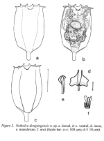 Notholca dongtingensis - Original description image