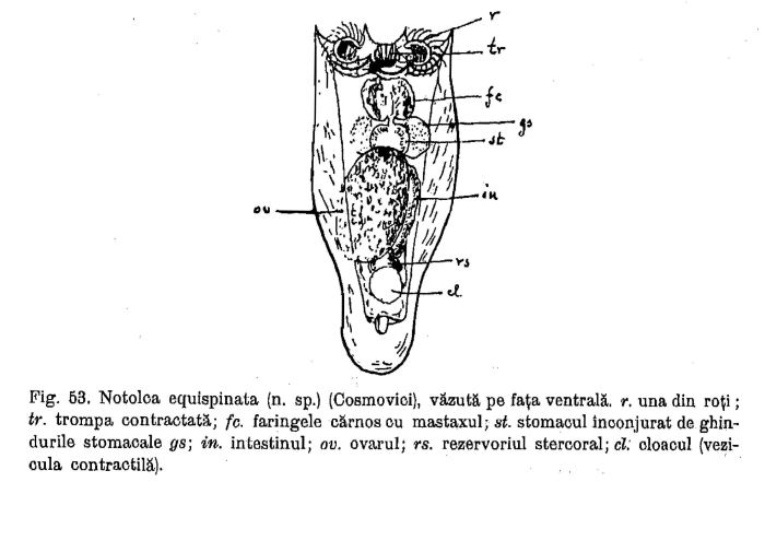 Notholca equispinata Notholca equispinata