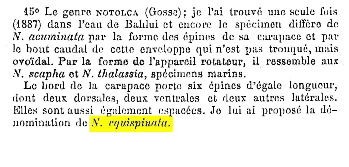 Notholca equispinata - Original description image