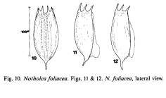 Notholca foliacea