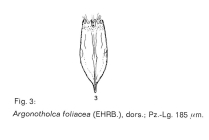 Notholca foliacea
