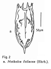 Notholca foliacea