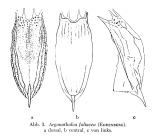 Notholca foliacea