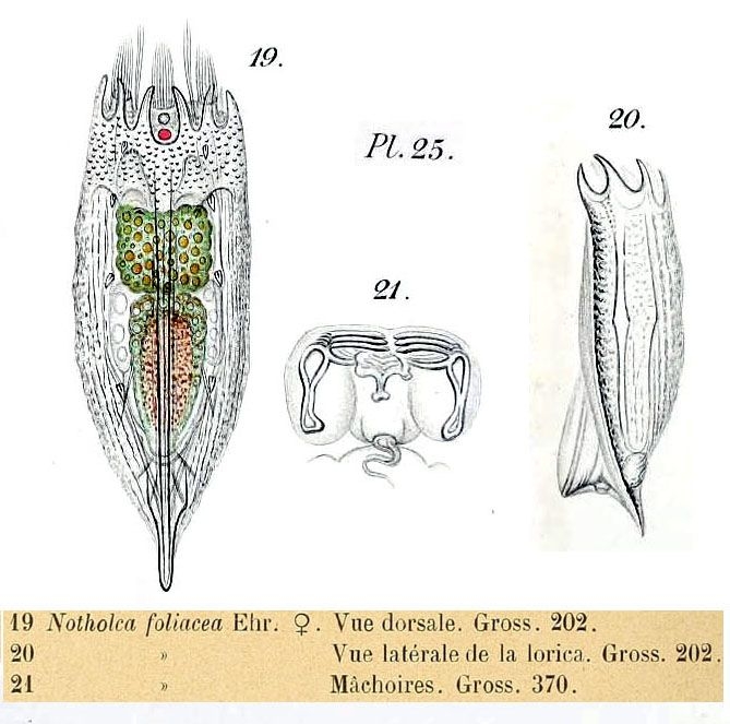 Notholca foliacea Notholca foliacea