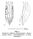 Notholca foliacea