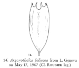 Notholca foliacea