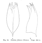 Notholca foliacea