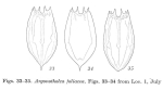 Notholca foliacea