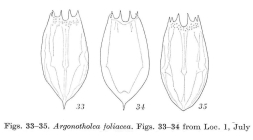 Notholca foliacea
