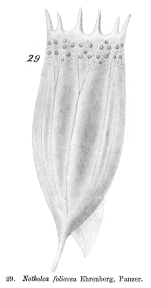 Notholca foliacea