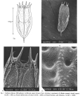Notholca foliacea