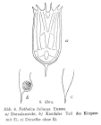 Notholca foliacea