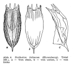 Notholca foliacea