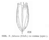 Notholca foliacea