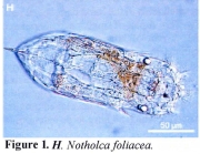 Notholca foliacea