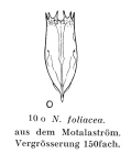 Notholca foliacea