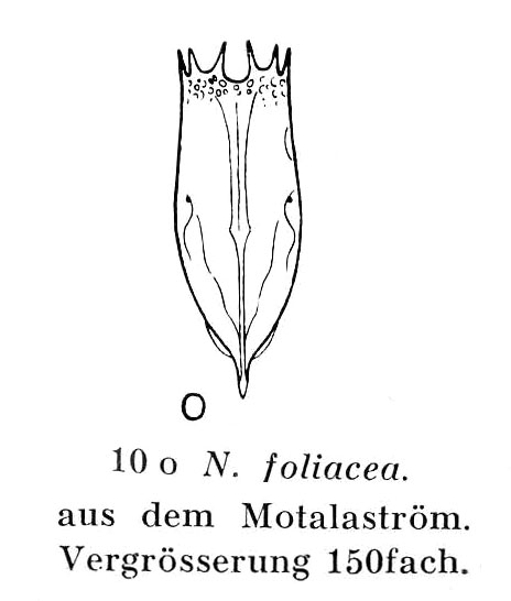 Notholca foliacea Notholca foliacea