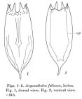 Notholca foliacea