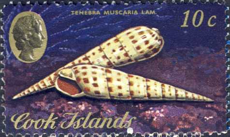 Terebra muscaria Terebra muscaria