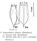 Notholca foliacea