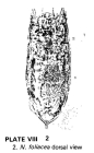 Notholca foliacea