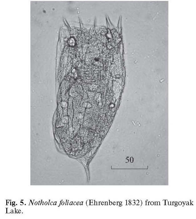 Notholca foliacea Notholca foliacea